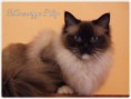/album/kitty/kitty-2015-01-05-003-jpg1/